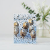 Schaap Briefkaart (Staand voorkant)