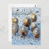 Schaap Briefkaart (Voorkant / Achterkant)