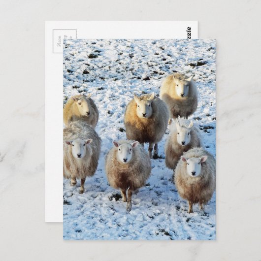 Schaap Briefkaart (Voorkant / Achterkant)