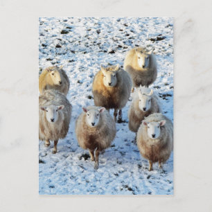 Schaap Briefkaart