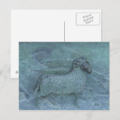Schaap Briefkaart (Voorkant / Achterkant)