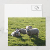 Schaap Briefkaart (Voorkant / Achterkant)
