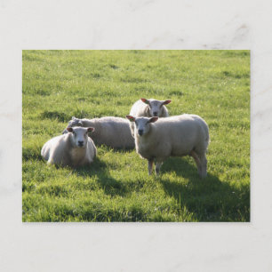 Schaap Briefkaart