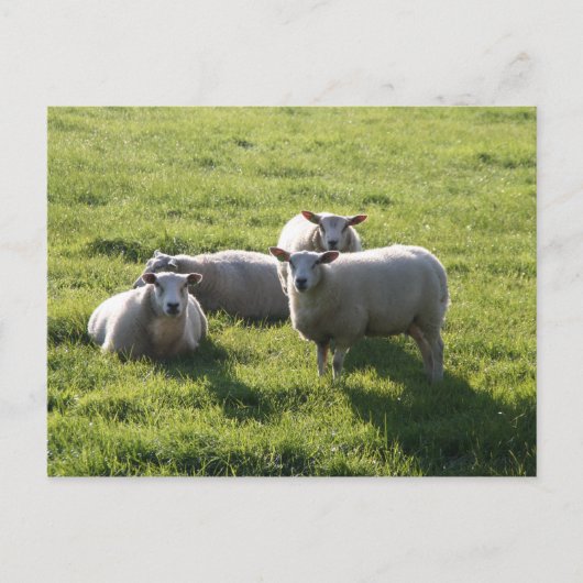 Schaap Briefkaart (Voorkant)