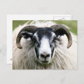 schaap briefkaart (Voorkant / Achterkant)
