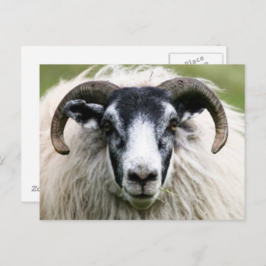 schaap briefkaart (Voorkant / Achterkant)