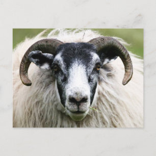 schaap briefkaart