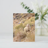 Schaap Briefkaart (Staand voorkant)