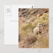 Schaap Briefkaart (Voorkant / Achterkant)