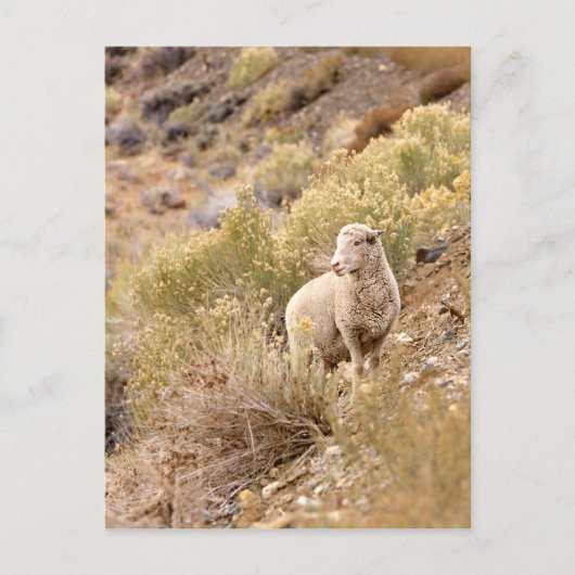 Schaap Briefkaart (Voorkant)