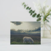 Schaap Briefkaart (Staand voorkant)
