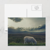 Schaap Briefkaart (Voorkant / Achterkant)