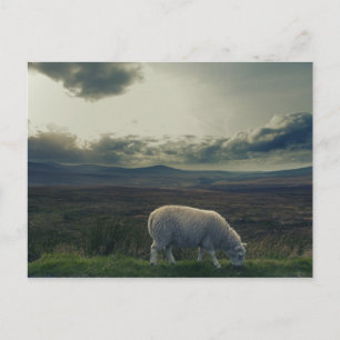 Schaap Briefkaart