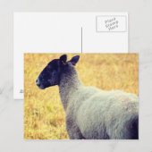 Schaap Briefkaart (Voorkant / Achterkant)