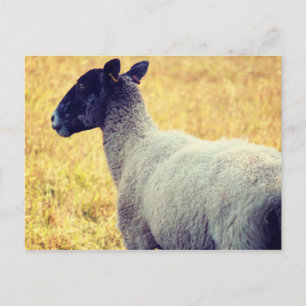 Schaap Briefkaart