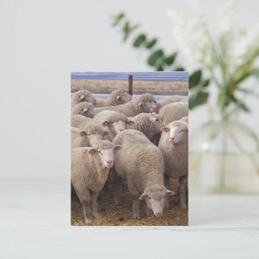 Schaap Briefkaart (Staand voorkant)