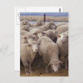 Schaap Briefkaart (Voorkant / Achterkant)