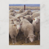Schaap Briefkaart (Voorkant)
