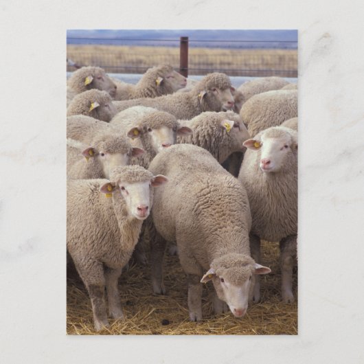 Schaap Briefkaart (Voorkant)