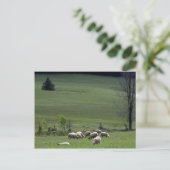 Schaap Briefkaart (Staand voorkant)