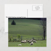 Schaap Briefkaart (Voorkant / Achterkant)