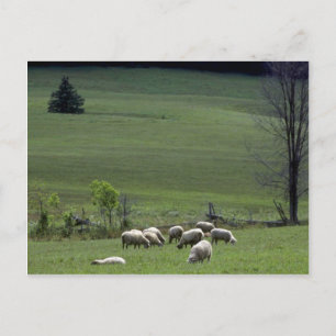 Schaap Briefkaart