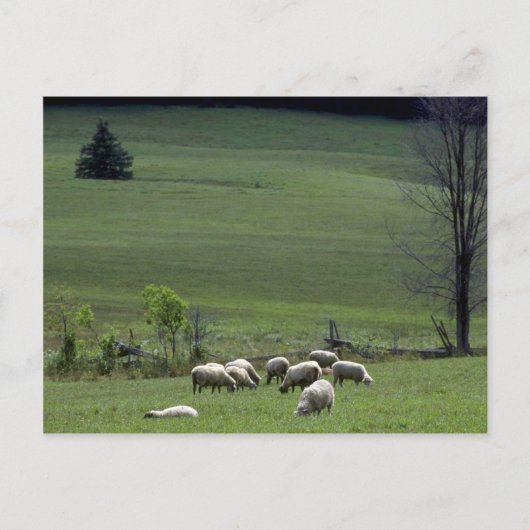Schaap Briefkaart (Voorkant)