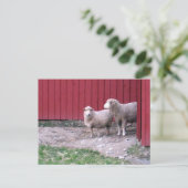 Schaap Briefkaart (Staand voorkant)
