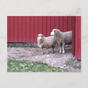 Schaap Briefkaart