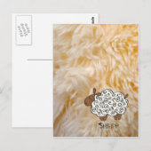 Schaap Briefkaart (Voorkant / Achterkant)