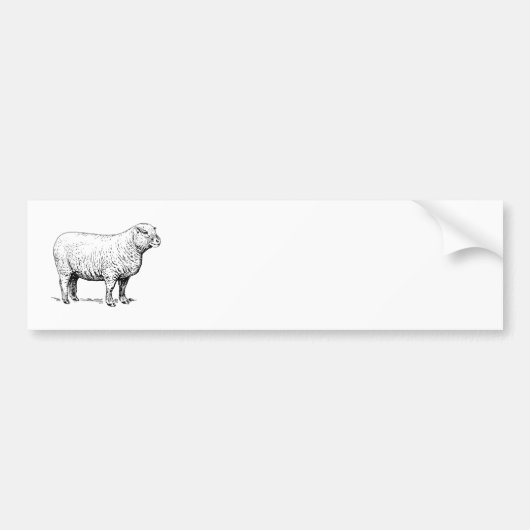 Schaap Bumpersticker (Voorkant)