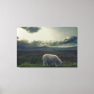 Schaap Canvas Afdruk