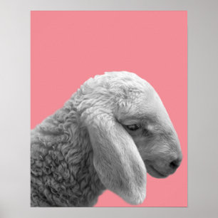 Schaap dierenboerderij foto kinderkamer nursery poster
