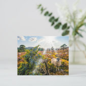Schaap in heide met jeneverbes briefkaart (Staand voorkant)