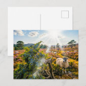 Schaap in heide met jeneverbes briefkaart (Voorkant / Achterkant)