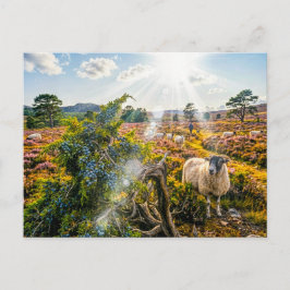 Schaap in heide met jeneverbes briefkaart