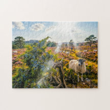 Schaap in heide met jeneverbes