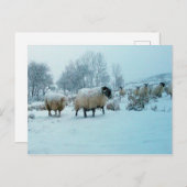 Schaap in Sneeuw Winter Scène Acryl Legpuzzel Briefkaart (Voorkant / Achterkant)