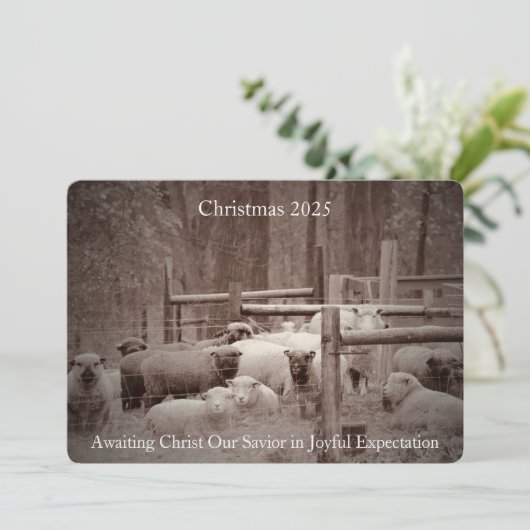 Schaap in vredig wachten op Kerstmis 2023 Feestdagenkaart (Staand voorkant)