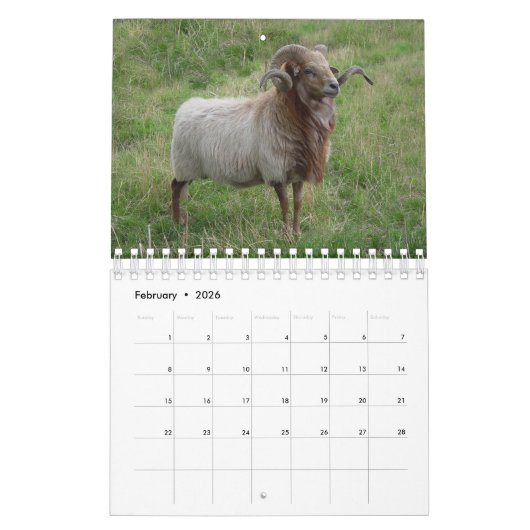 Schaap Kalender (Feb 2026)