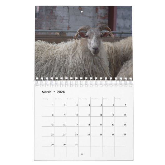 Schaap Kalender (Mar 2026)