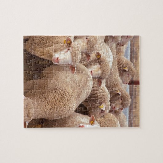 Schaap Legpuzzel (Horizontaal)