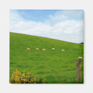 SCHAAP! MAGNEET