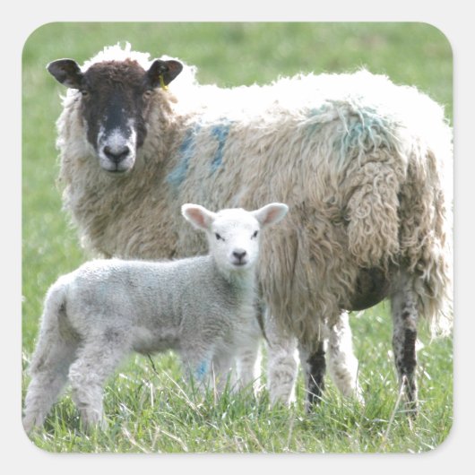 Schaap met haar lam vierkante sticker (Voorkant)