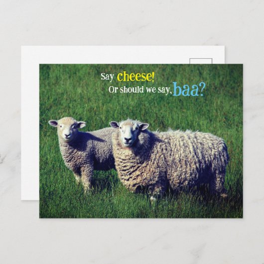 Schaap met lam in graswei briefkaart (Voorkant / Achterkant)