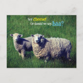 Schaap met lam in graswei briefkaart (Voorkant)