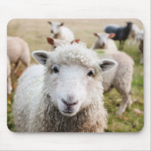 Schaap Muismat