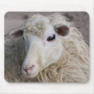 Schaap Muismat