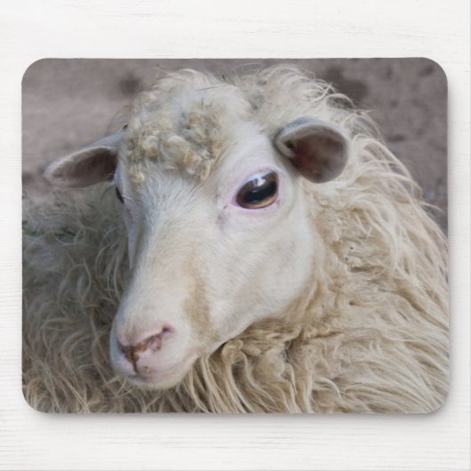 Schaap Muismat (Voorkant)