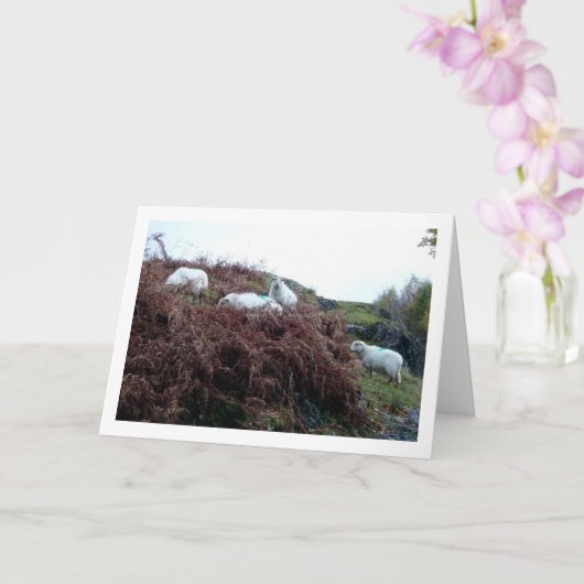 Schaap op Berg Kaart (Orchidee)